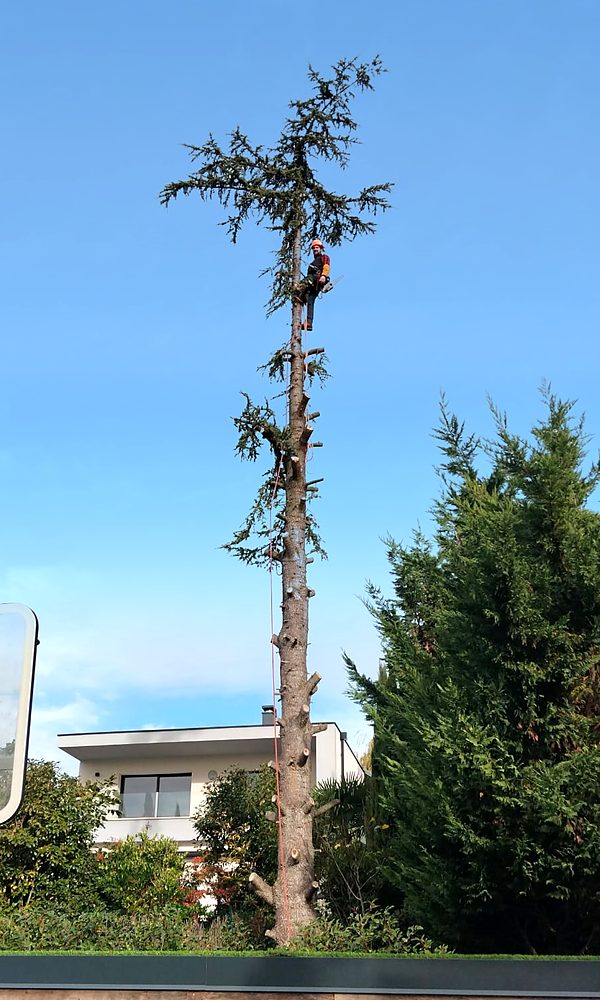 Il ne reste que la tête de l’arbre au sommet du tronc