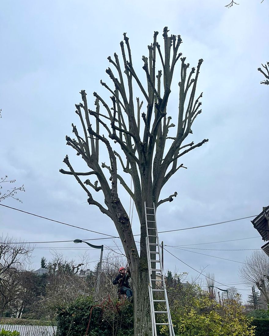 Après : le même arbre, couronne taillée branche par branche
