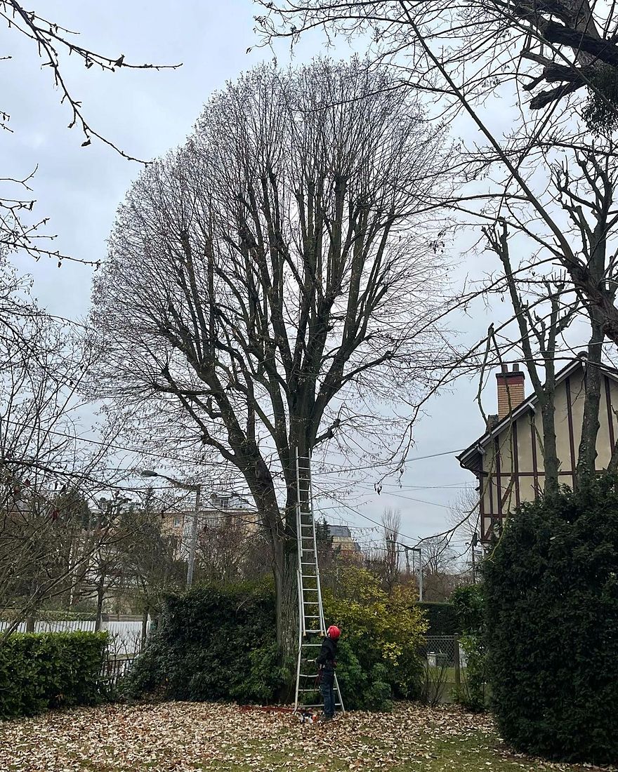 Avant : un grand arbre à la couronne dense, échelle posée contre le tronc