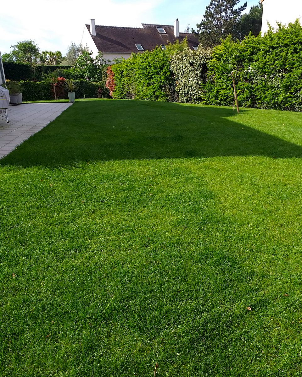 Après : une pelouse verte et dense devant la haie