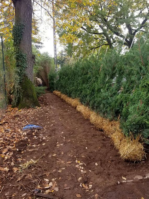 Jeune haie de conifères fraîchement plantée, pied paillé