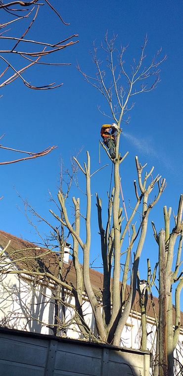 Élagueur encordé au sommet d’un arbre, sur fond de ciel bleu